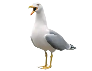 Seagull